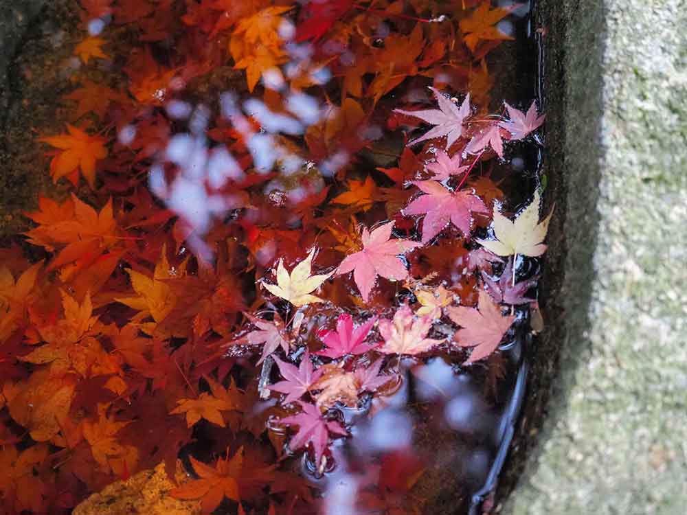 japanese garden